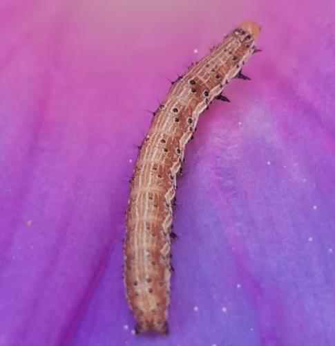 Helicoverpa armigera